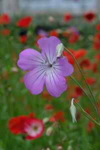 Close-up of pink flower