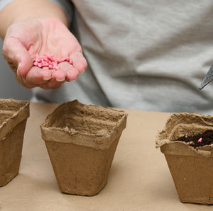 Cucumber seeds in a female palm. planting seeds in paper cardboard cup at home, hobby