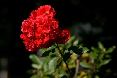 Close-up of red flowers blooming outdoors