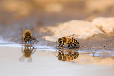 Close-up of insect on a lake