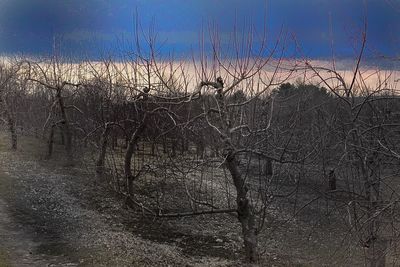 Bare trees against sky