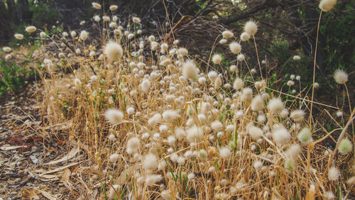 Close-up of white flowering plants on field