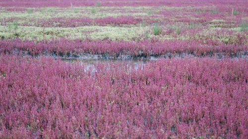 Full frame shot of pink flowering plants on field