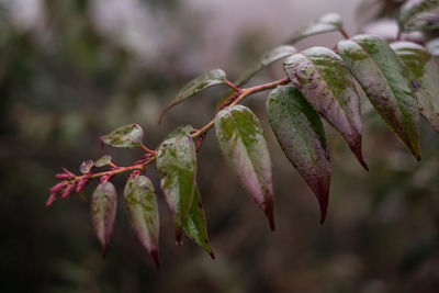 Close-up of leaves on plant