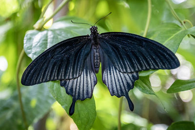 Close-up of butterfly on plant