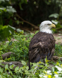 Bald eagle perching on tree