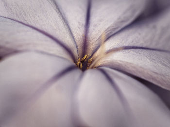 Close-up of insect on flower