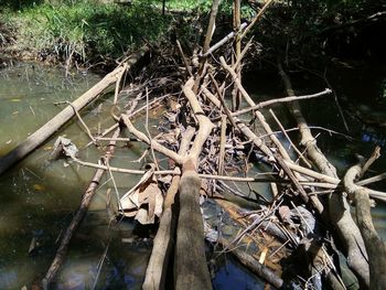 High angle view of lizard on tree