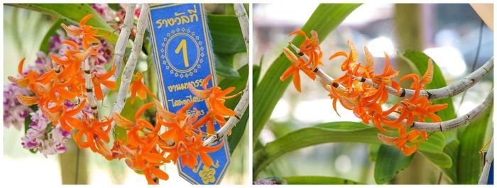 Close-up of orange flowering plant