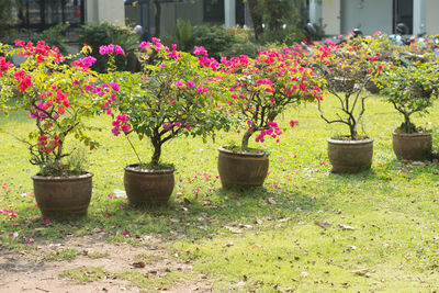Potted plants in park