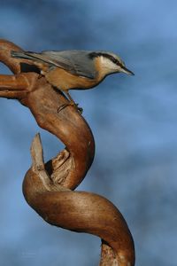 Low angle view of bird perching on rock against sky