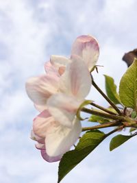 Close-up of pink flower against sky