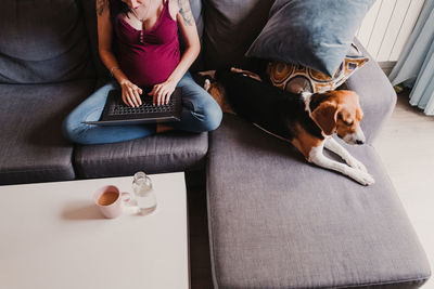 Midsection of pregnant woman using laptop while dog sitting on sofa