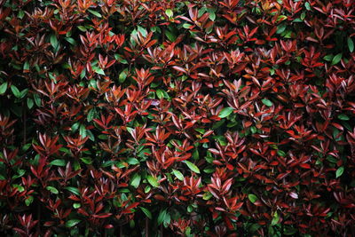 Full frame shot of plants during autumn