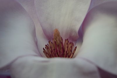 Extreme close-up of pink flower