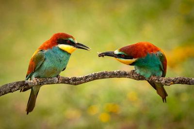 Close-up of birds perching on branch