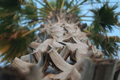 Low angle view of palm tree