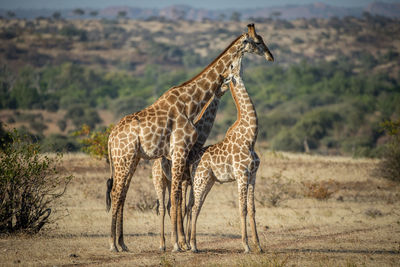 Giraffe in the wild, east africa