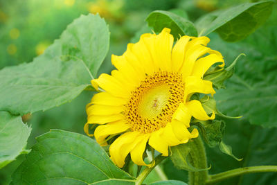 Close-up of yellow sunflower