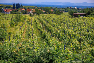 Scenic view of agricultural field