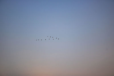 Low angle view of birds flying in the sky