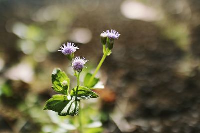 Close-up of purple flowering plant