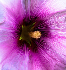 Macro shot of pink flower