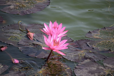 Close-up of pink water lily in lake