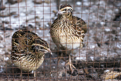 Close-up of birds in cage