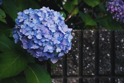Close-up of purple hydrangea flowers