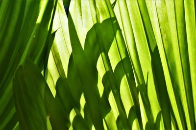 Close-up of palm leaves