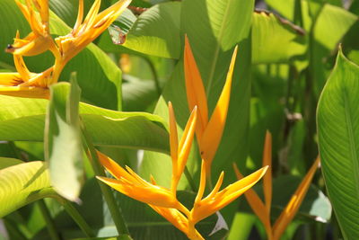 Close-up of yellow flowering plant