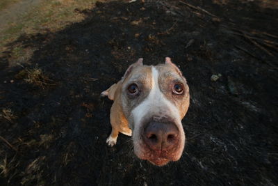 High angle portrait of dog on dirt