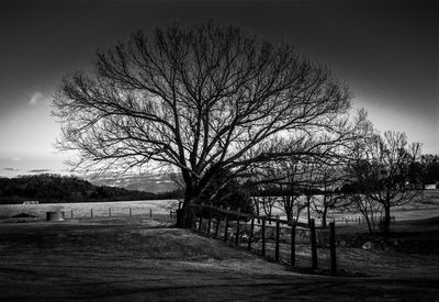 Bare trees on landscape against sky