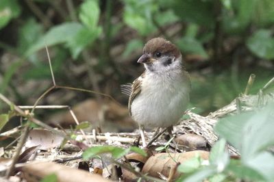 Close-up of a bird perching on a field