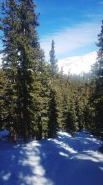 Snow covered pine trees in forest against sky