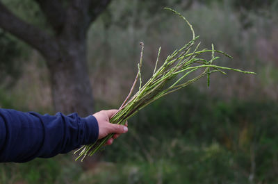Cropped image of hand holding wild asparagus