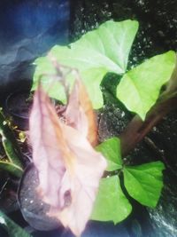 Close-up of fish on leaves