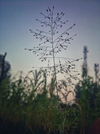 Plant against clear sky