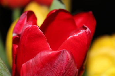 Close-up of red rose