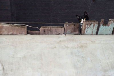 Portrait of cat relaxing on wall