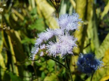 Close-up of purple flower