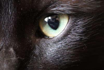 Close-up of cat