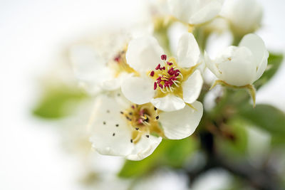 Close-up of white cherry blossom