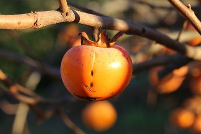 Close-up of orange fruit on tree