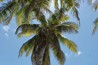 Low angle view of palm tree against sky