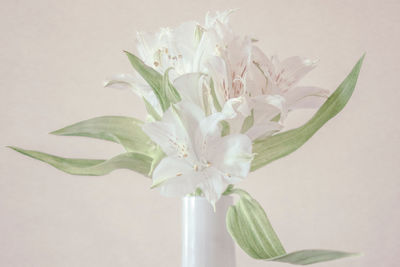 Close-up of white flower vase