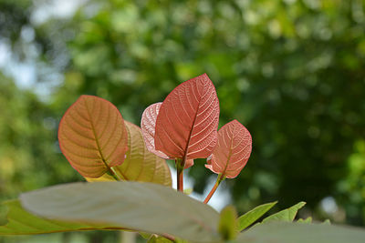 Close-up of orange leaves on tree