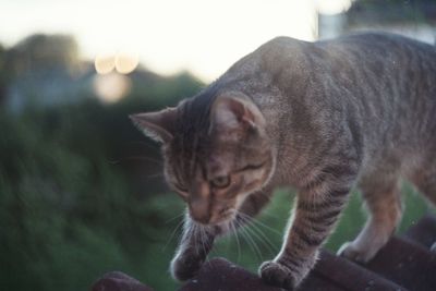 Close-up of cat