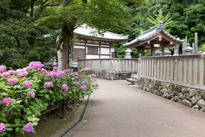Path of hydrangeas in the temple courtyard.